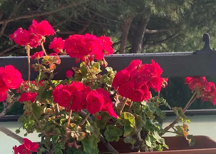 Отель Migani Римини