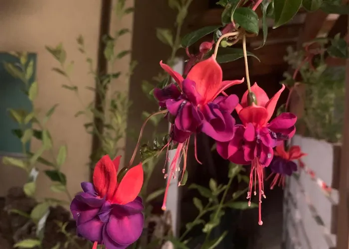 Migani 2* Римини